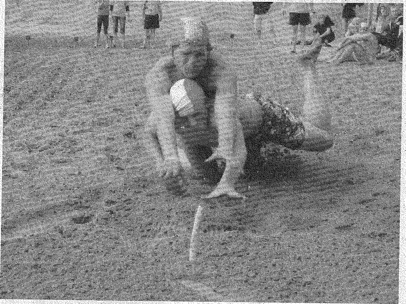 Limburgse sporters succesvol tijdens Lifesaving